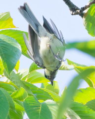 シジュウカラ幼鳥