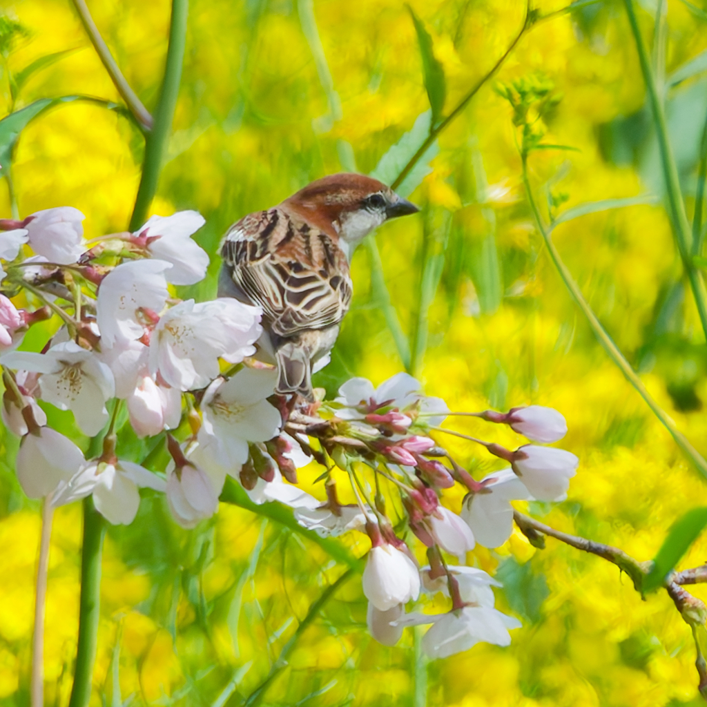 ニュウナイスズメ