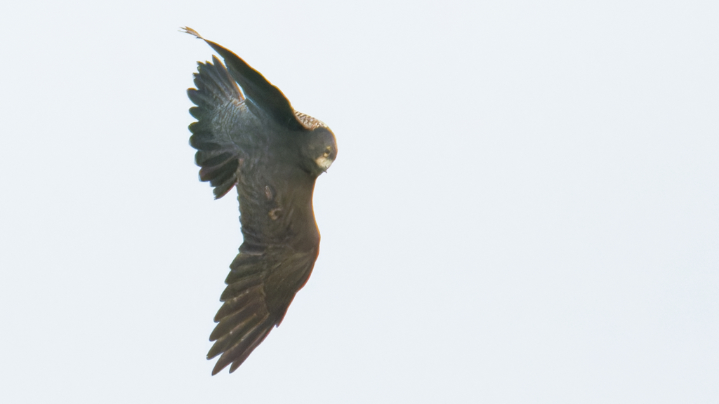 オオハヤブサ？