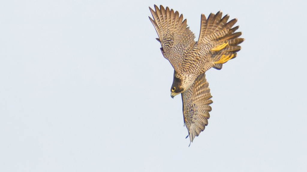 オオハヤブサ？