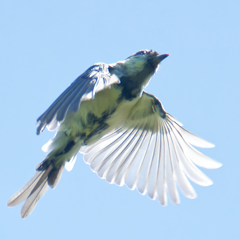 シジュウカラ