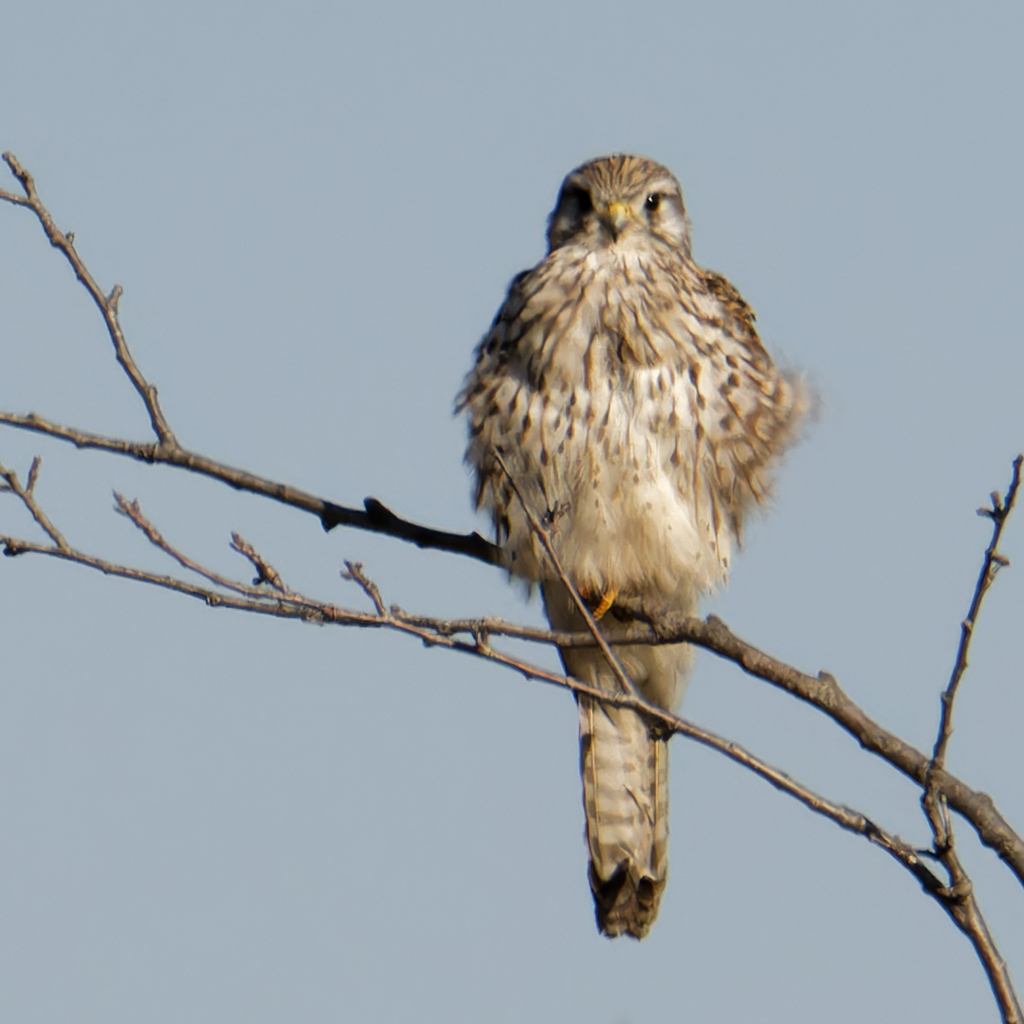 チョウゲンボウ