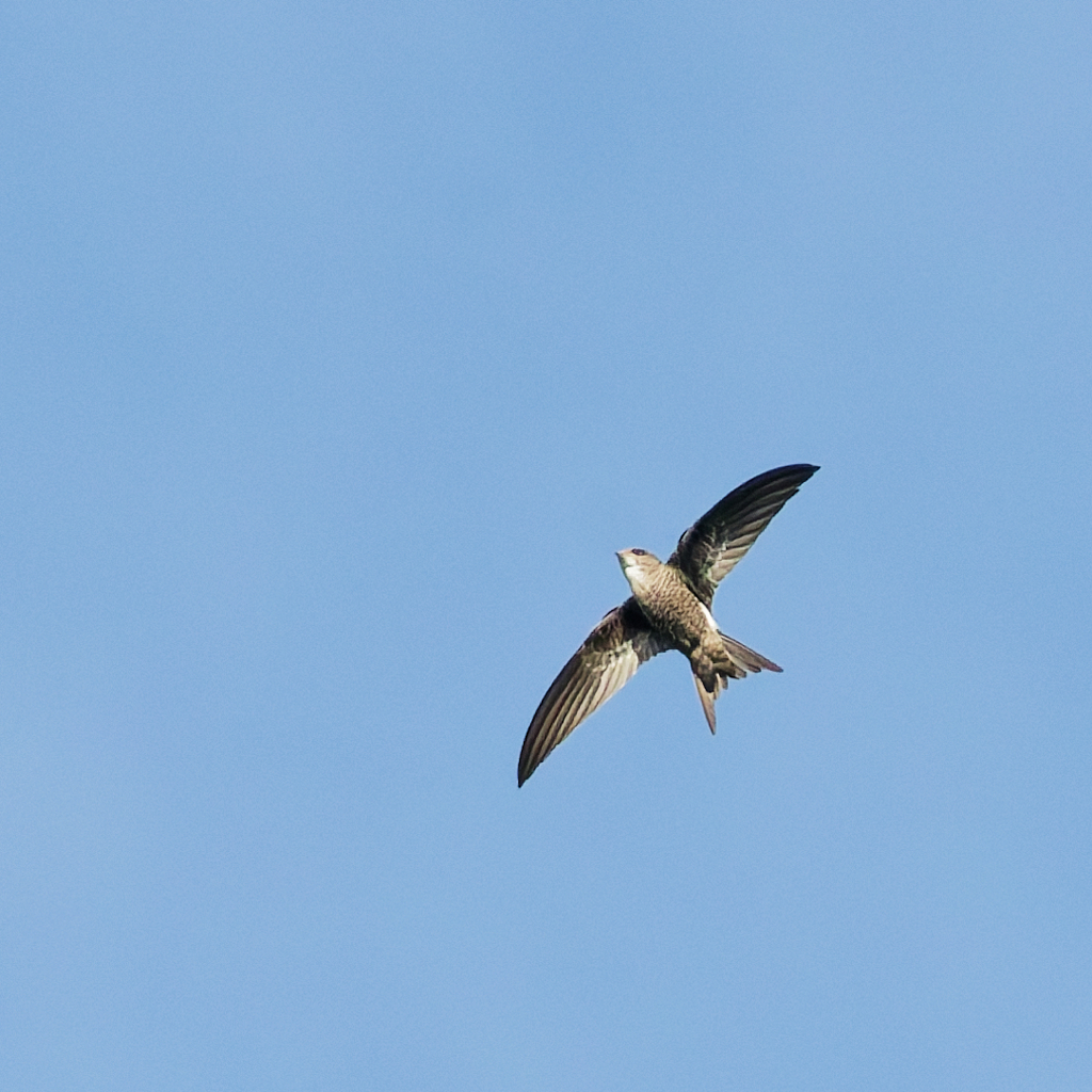 ヒメアマツバメ