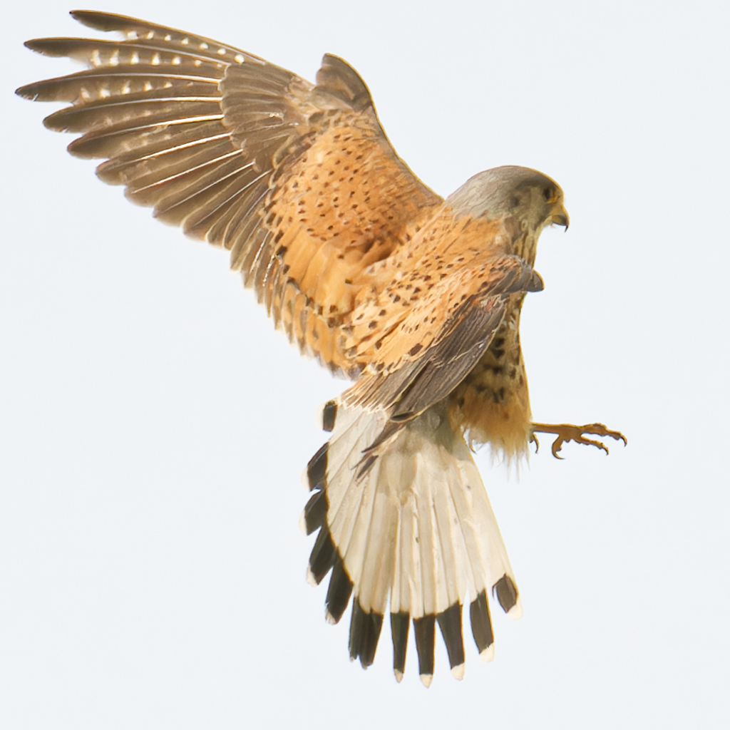 チョウゲンボウ