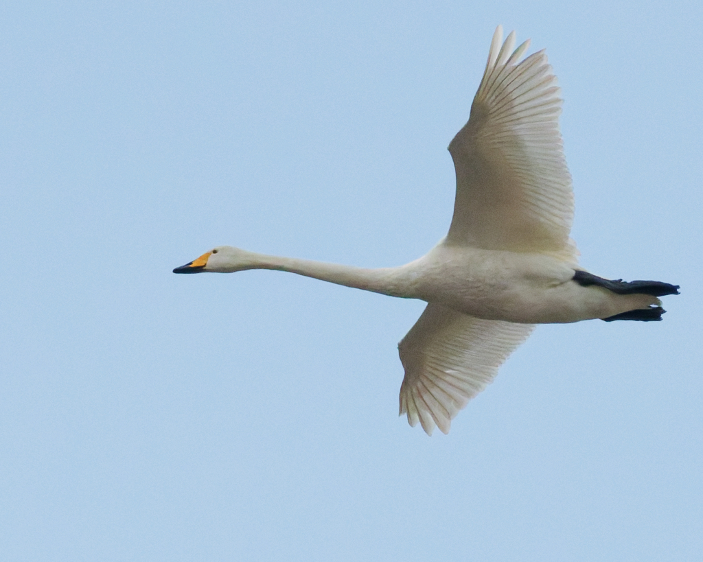 オオハクチョウ