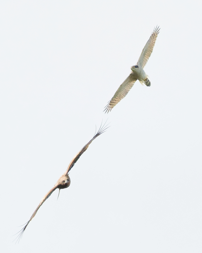 オオタカとトビ