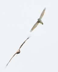 オオタカとトビ