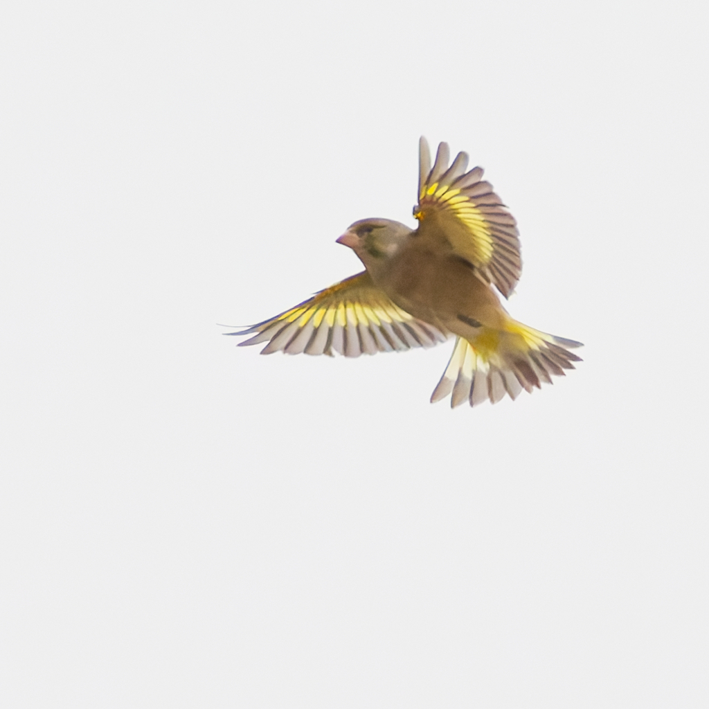 カワラヒワ