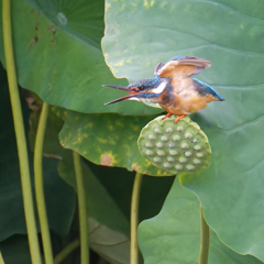 カワセミ