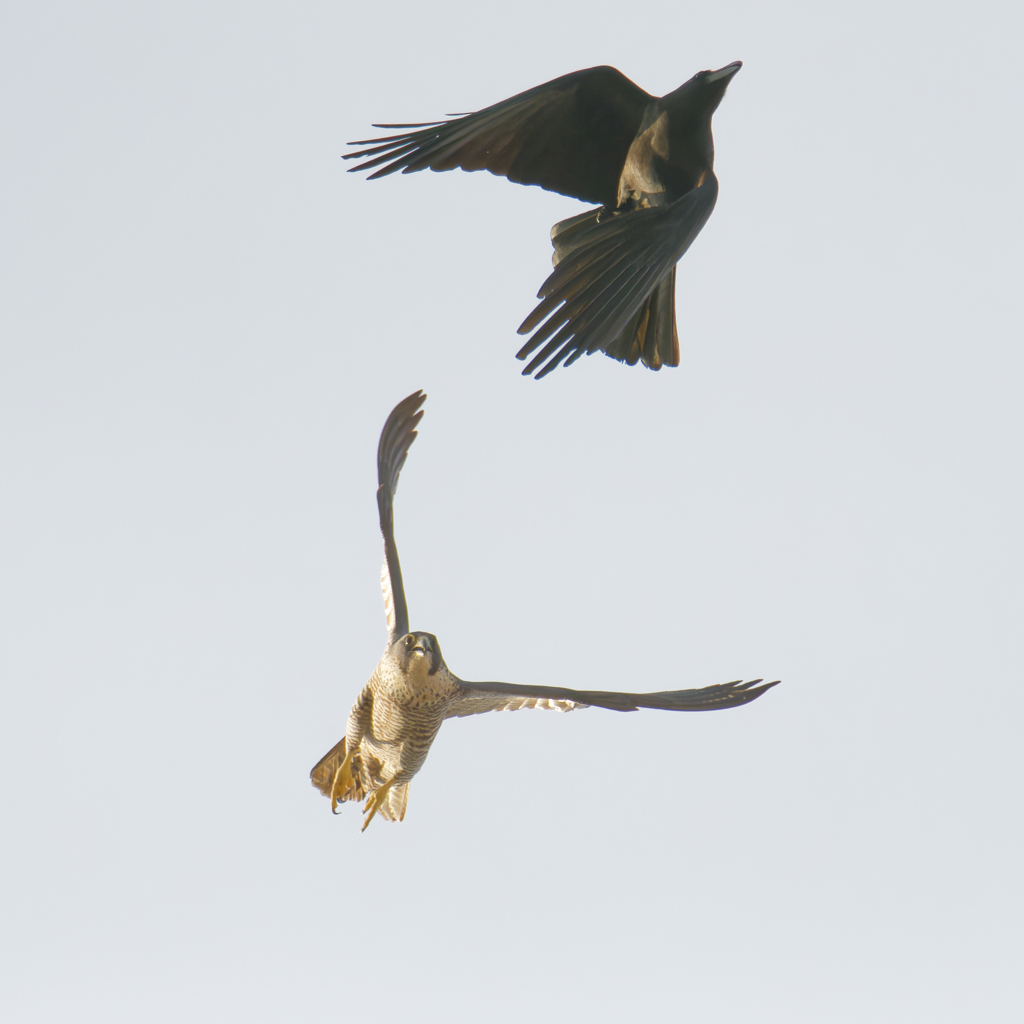 オオハヤブサとカラス