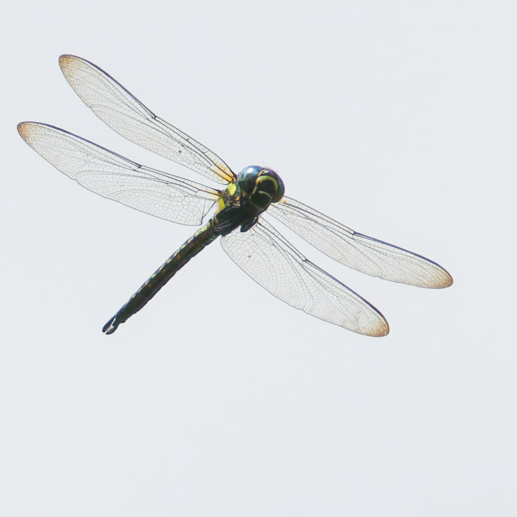 ネアカヨシヤンマ