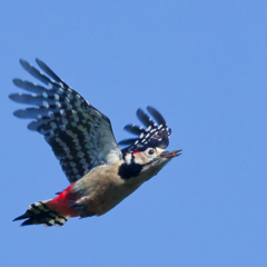 アカゲラ アカゲラ