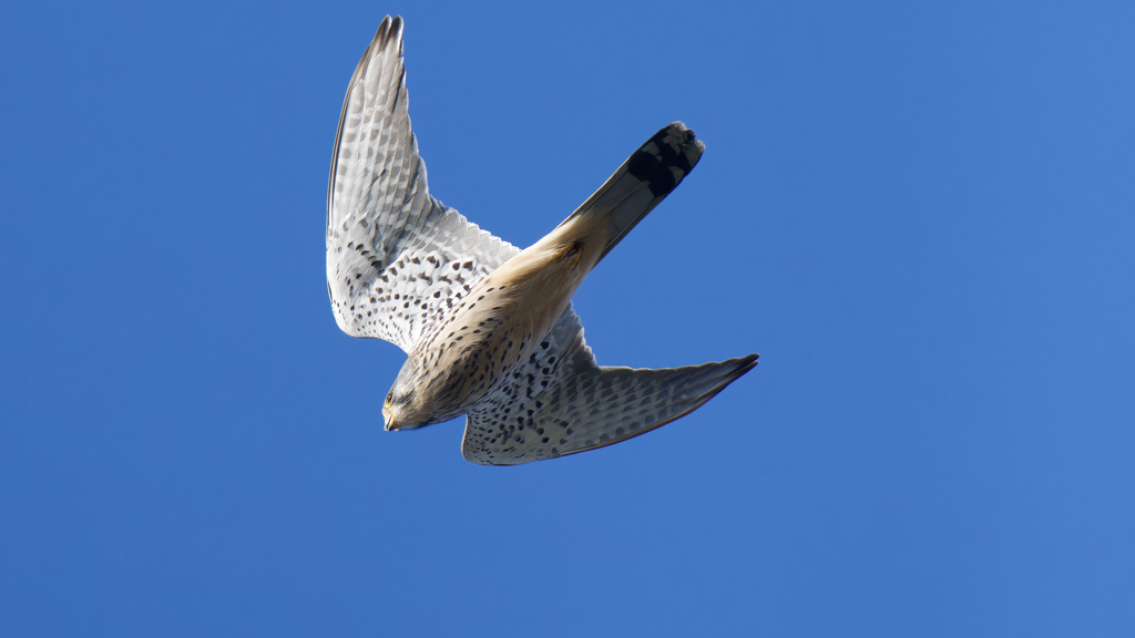 チョウゲンボウ
