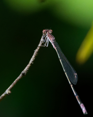 ホソミイトトンボ