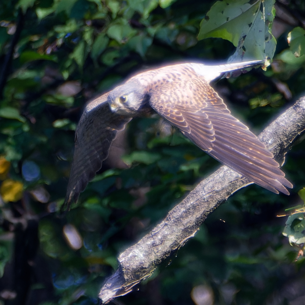 チョウゲンボウ