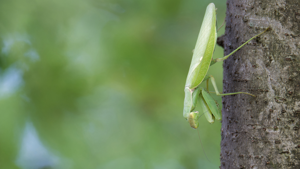 ハラビロカマキリ