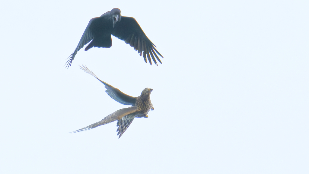 オオタカとハシブトガラス