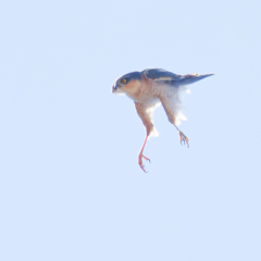 ハイタカ