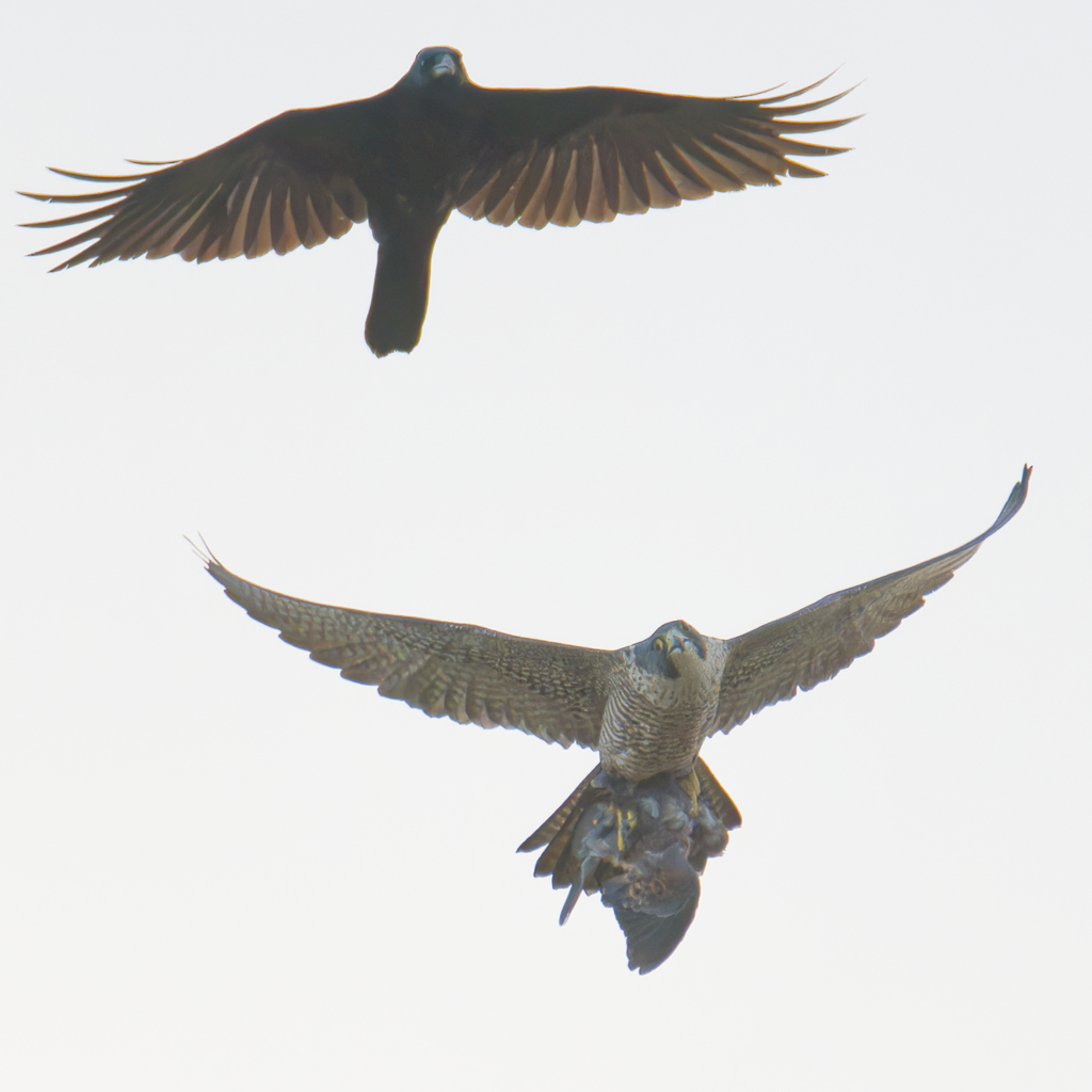 オオハヤブサとカラス