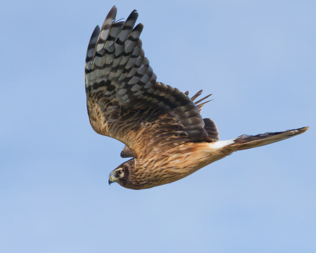 ハイイロチュウヒ