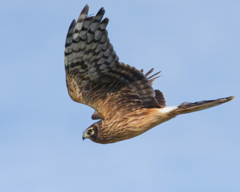 ハイイロチュウヒ