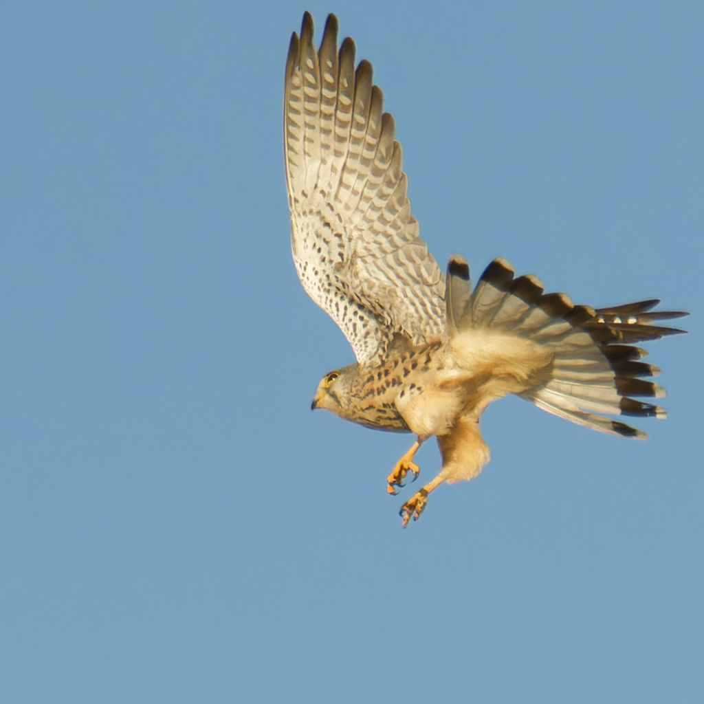 チョウゲンボウ