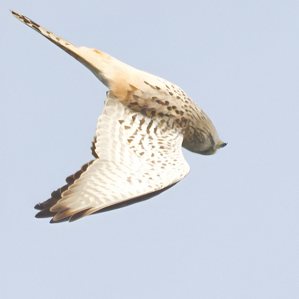 チョウゲンボウ