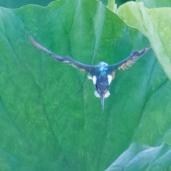 カワセミ