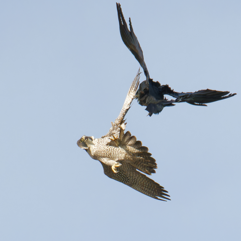 オオハヤブサとカラス