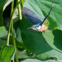 カワセミ