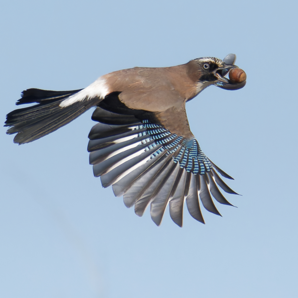 カケス
