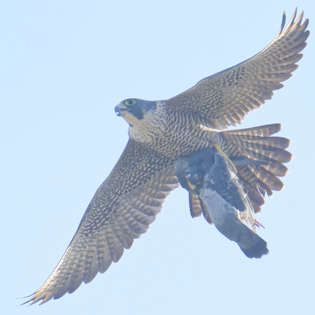 オオハヤブサ by ファルコン2022 (ID:12139083) 写真共有サイトPHOTOHITO