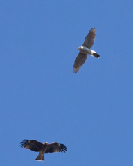 オオタカとトビ