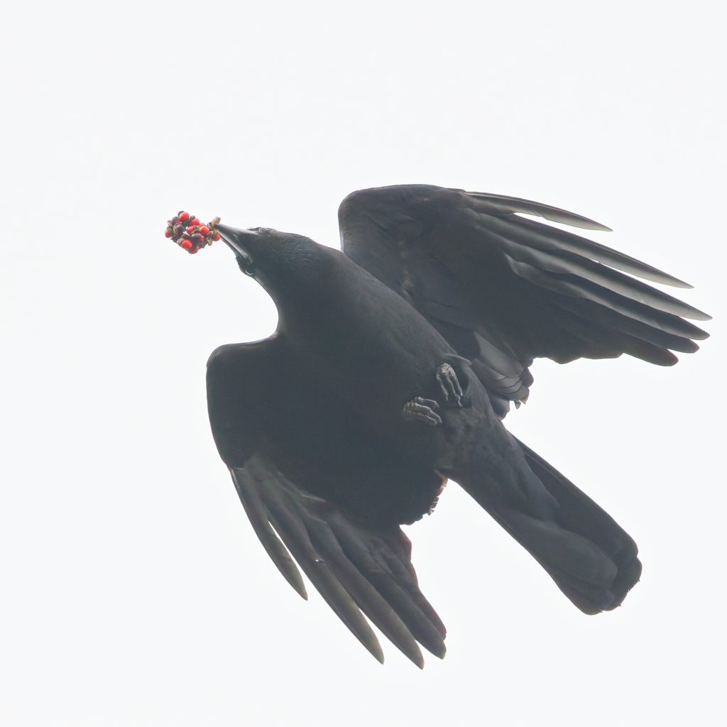 ハシブトガラス