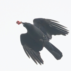 ハシブトガラス