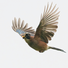 カケス