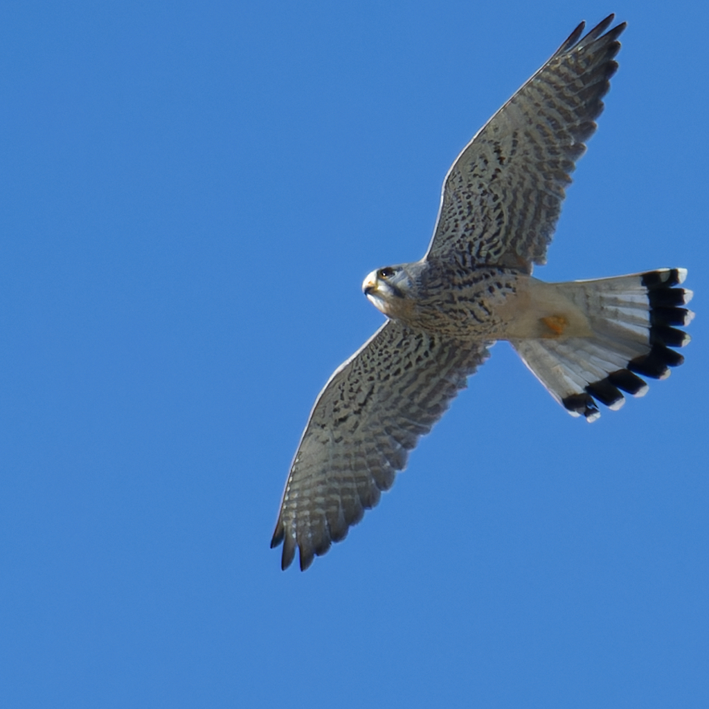 チョウゲンボウ