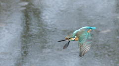 カワセミ