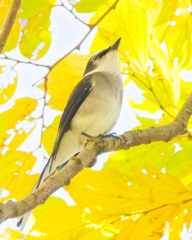 リュウキュウサンショウクイ