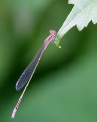 ホソミイトトンボ