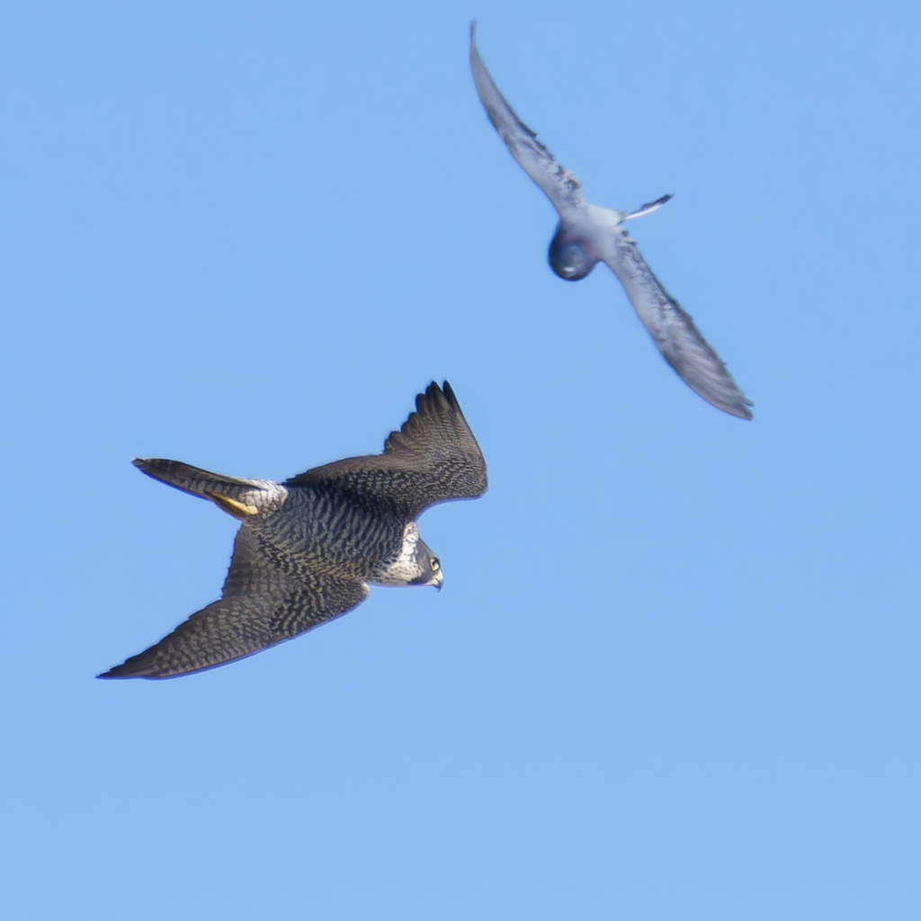 オオハヤブサとドバト