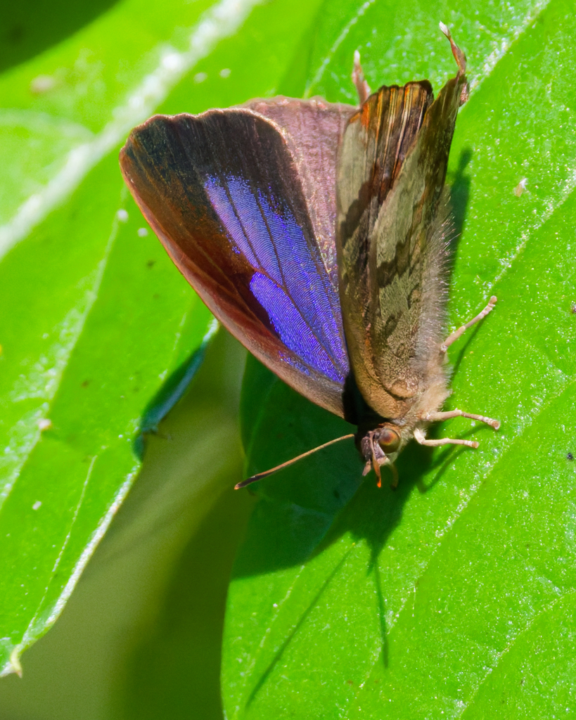 ムラサキツバメ