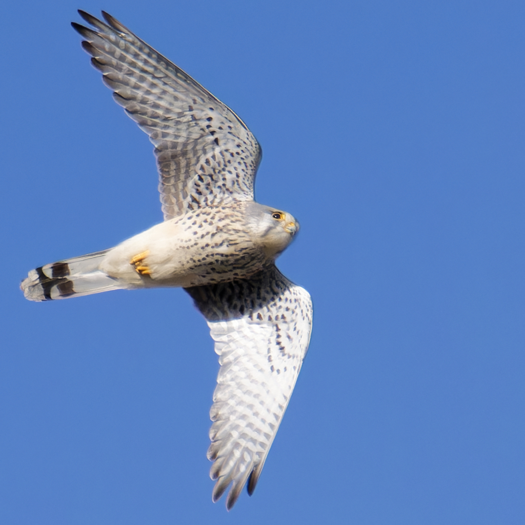 チョウゲンボウ