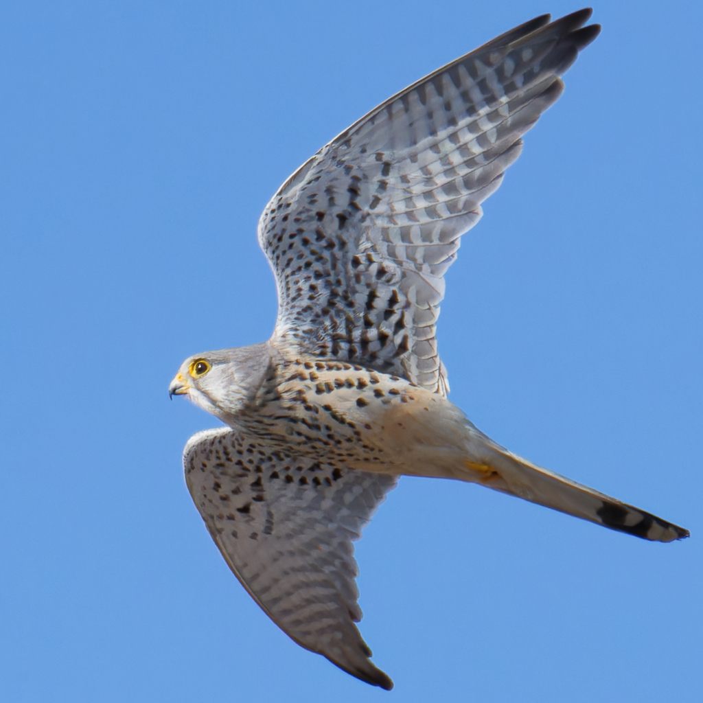 チョウゲンボウ