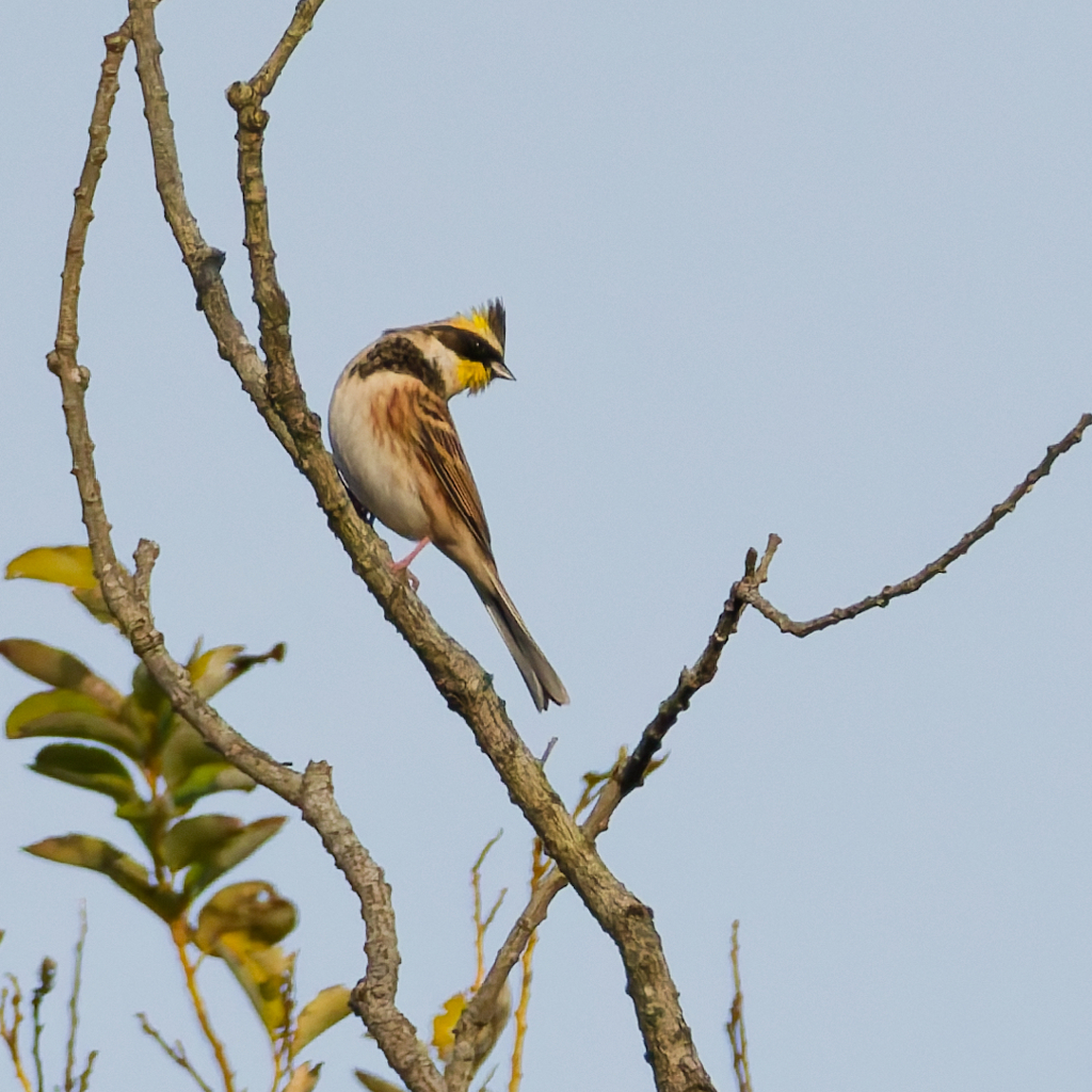 ミヤマホオジロ