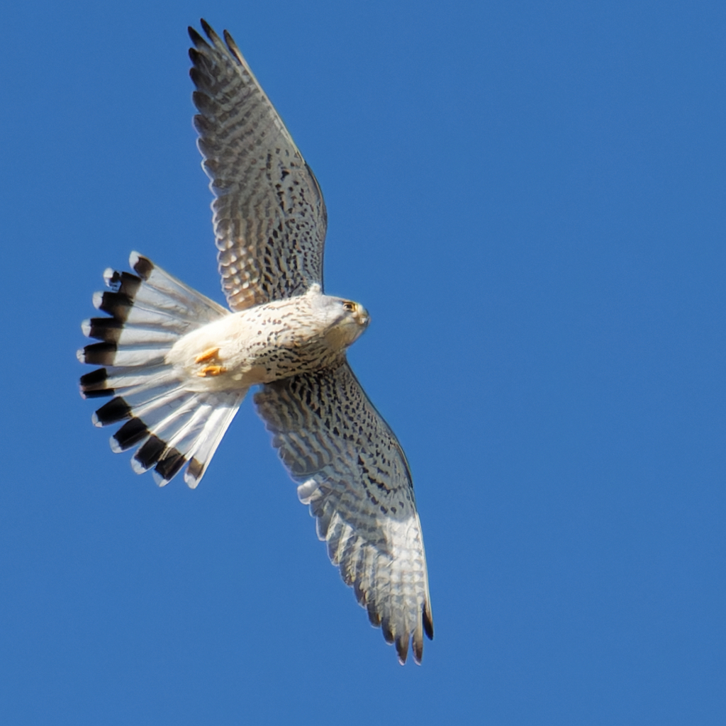 チョウゲンボウ