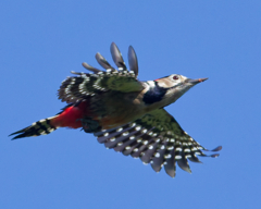 アカゲラ アカゲラ