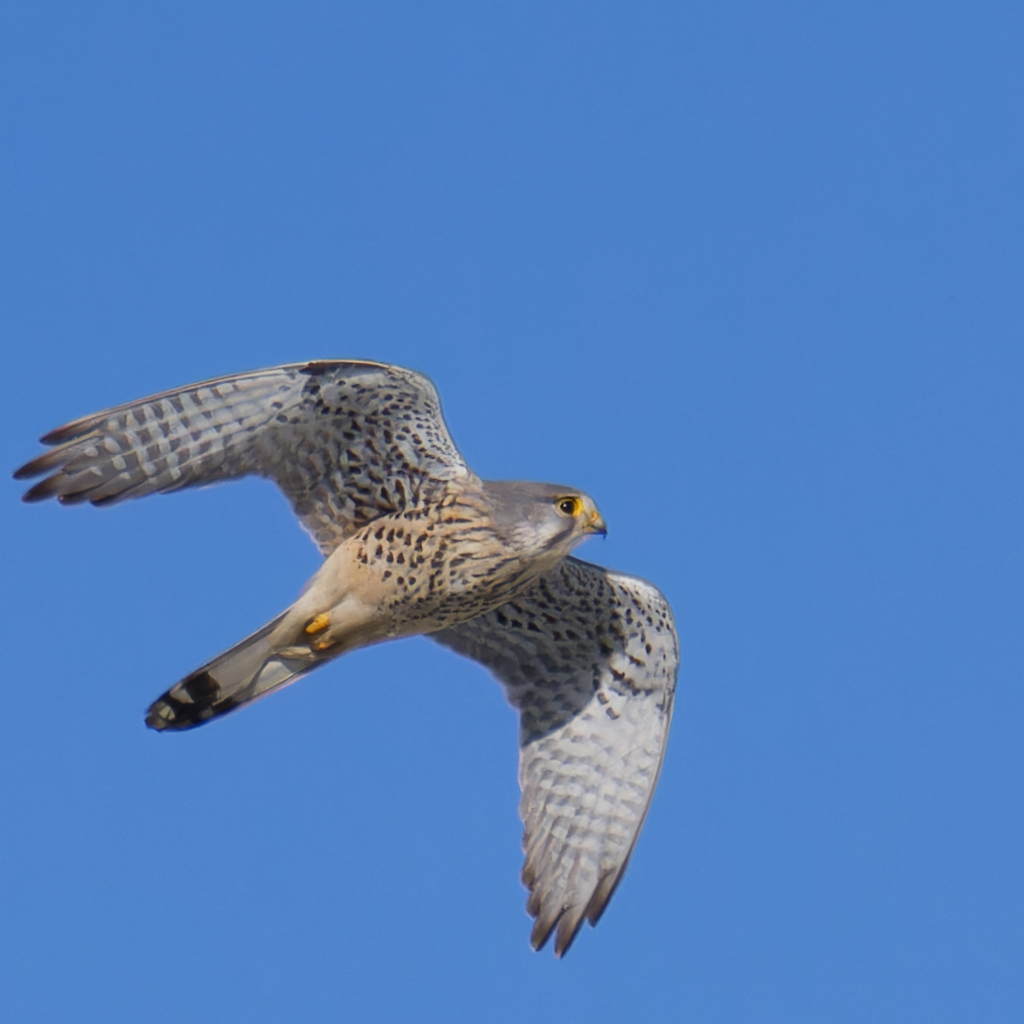 チョウゲンボウ