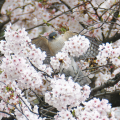ツミ