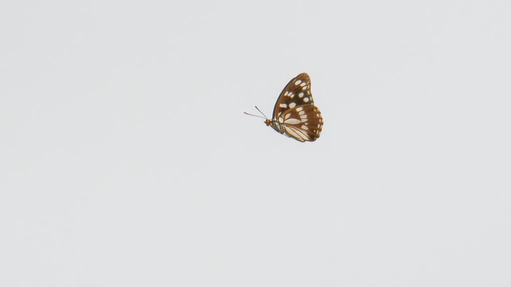 ゴマダラチョウ